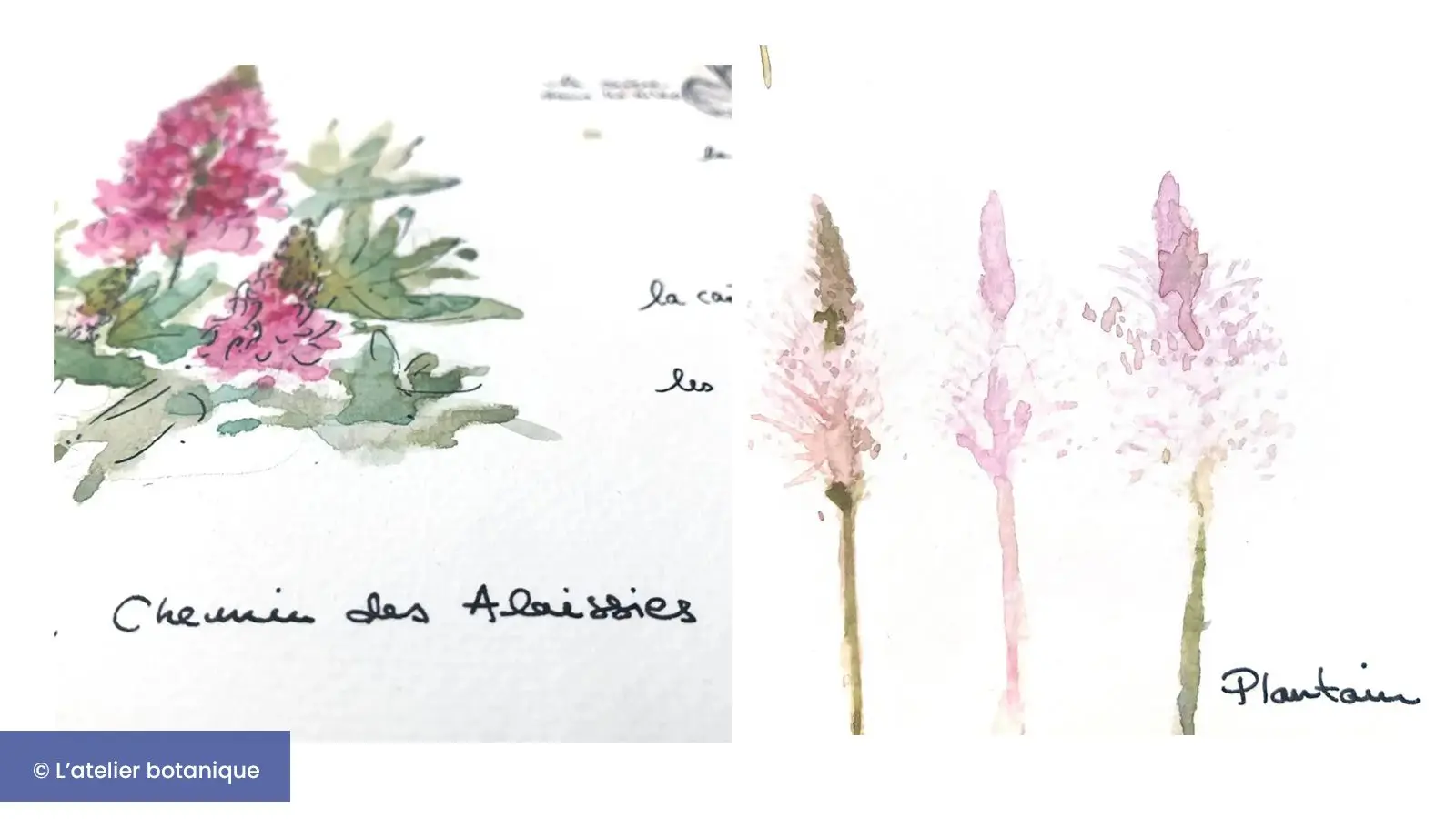 Présentation du Lupinus et de Plantago, des épis floreaux dressés et pleins de couleurs