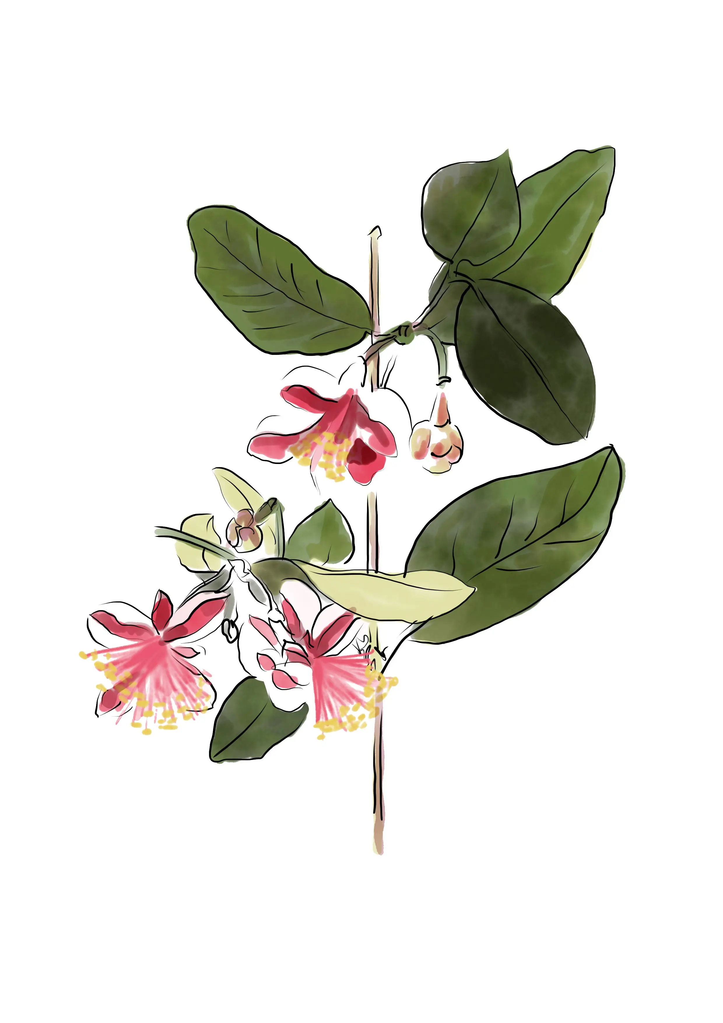 aquarelle d'une planche botanique de Feijoa sellowiana, à la manière de Mackintosh