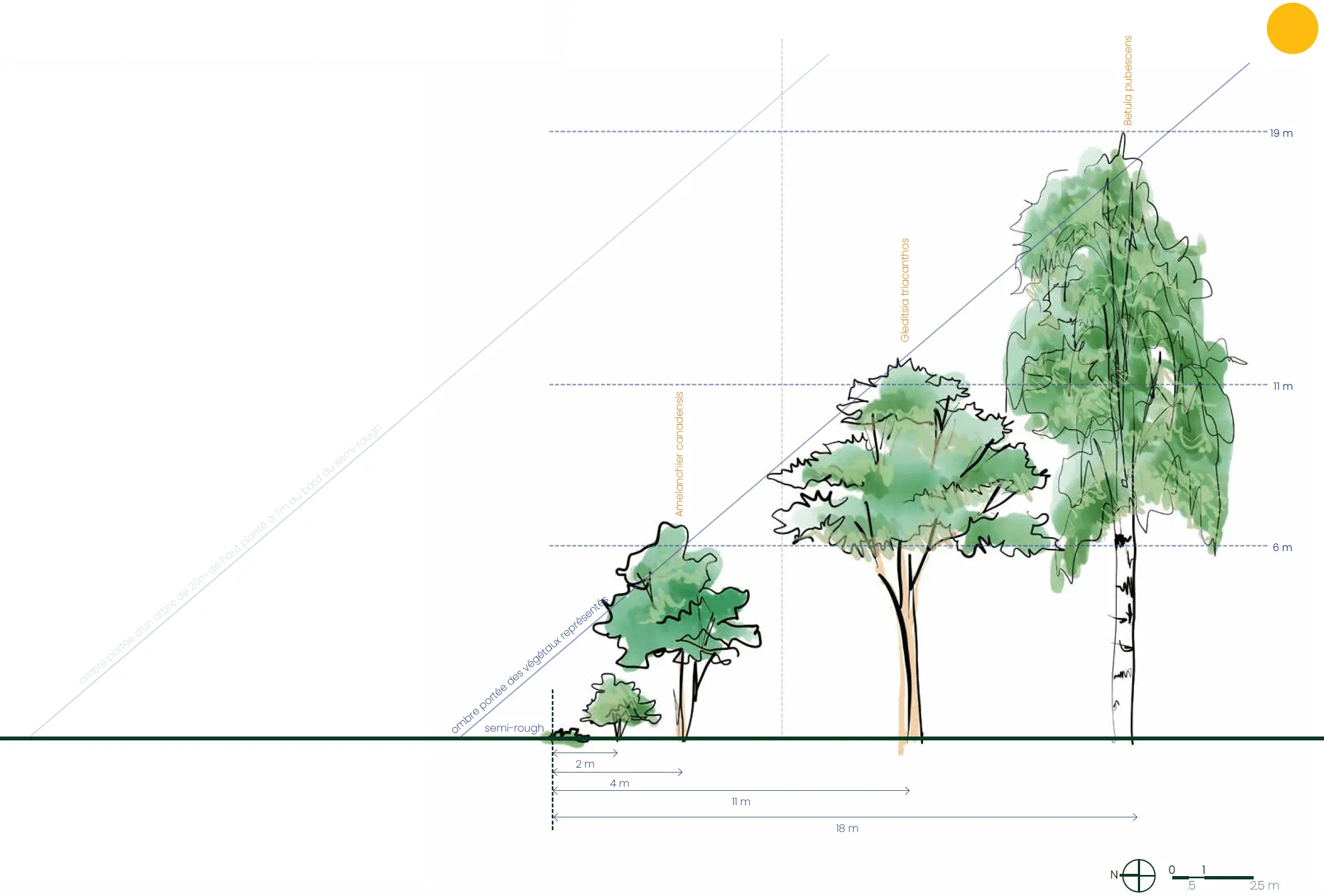stratégie_de_plantation_vue_en_coupes