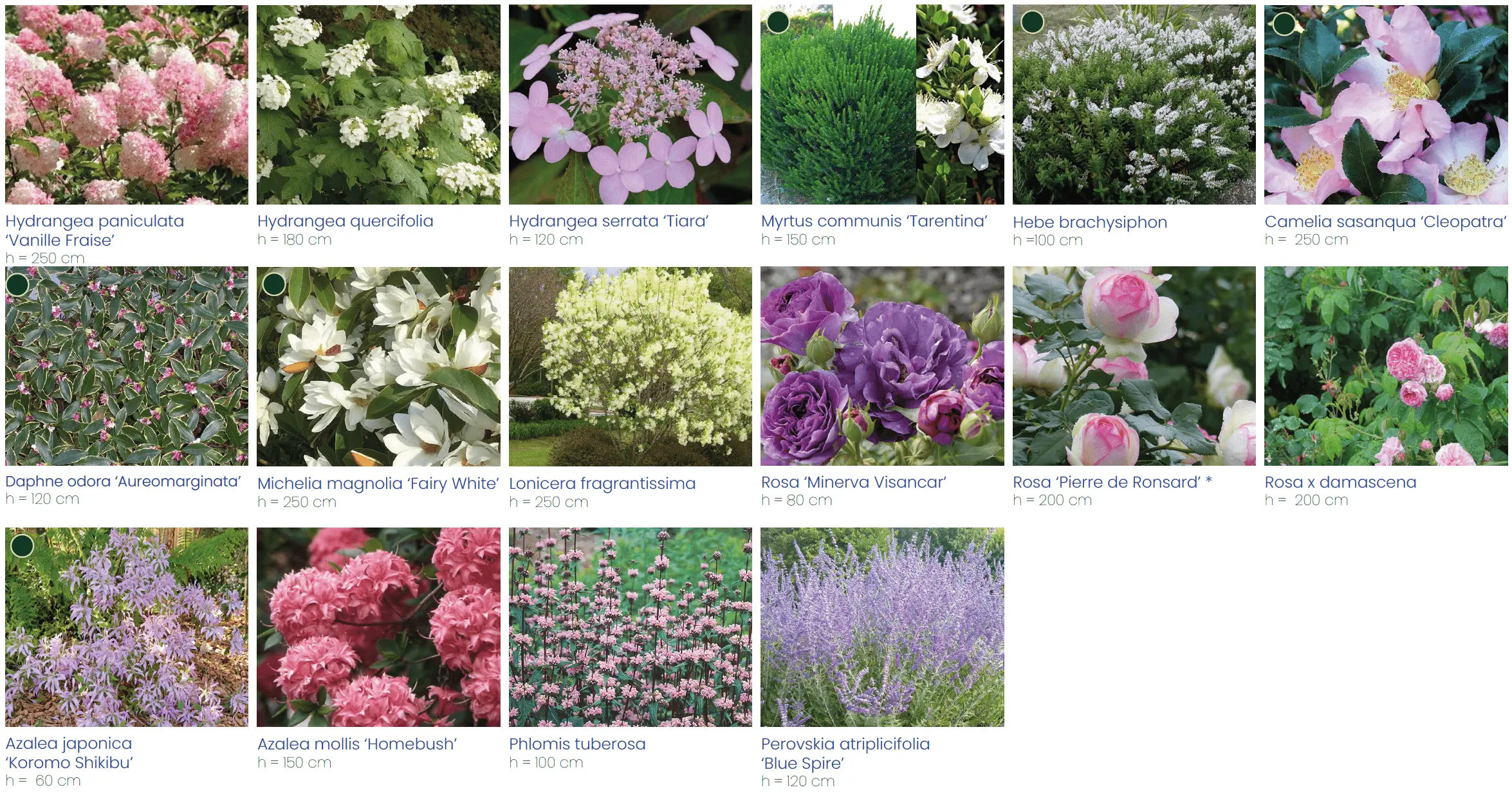 palette végétale arbustive