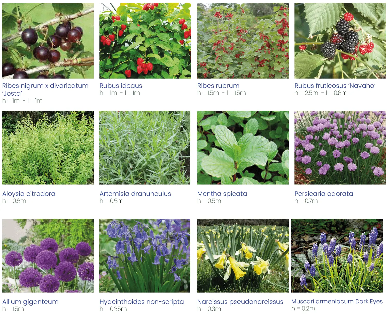 palette végétale arbustive